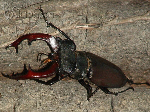 Lucanus cervus