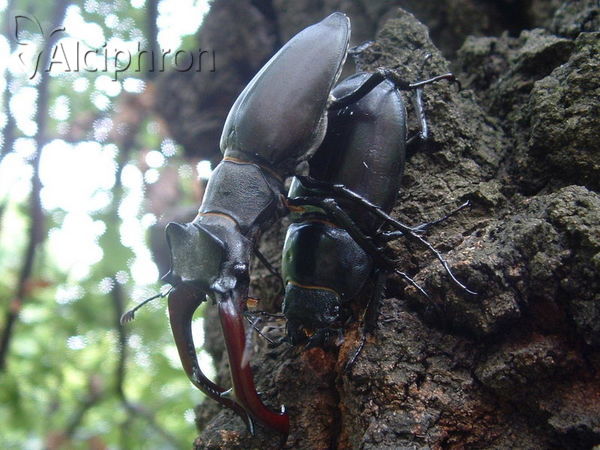 Lucanus cervus