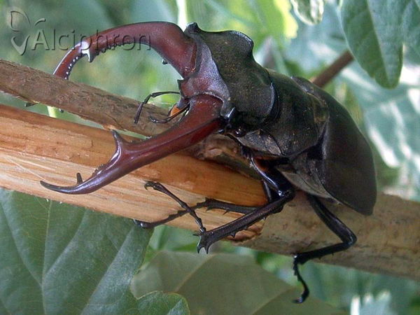 Lucanus cervus