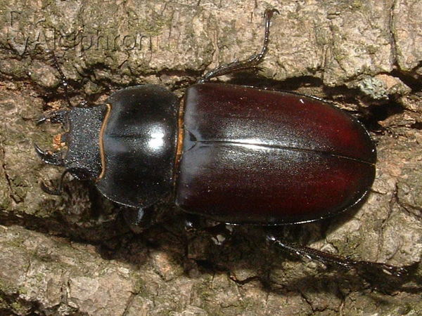 Lucanus cervus