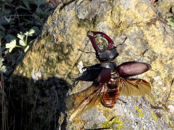 Lucanus cervus