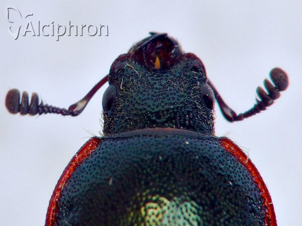 Platycerus caraboides