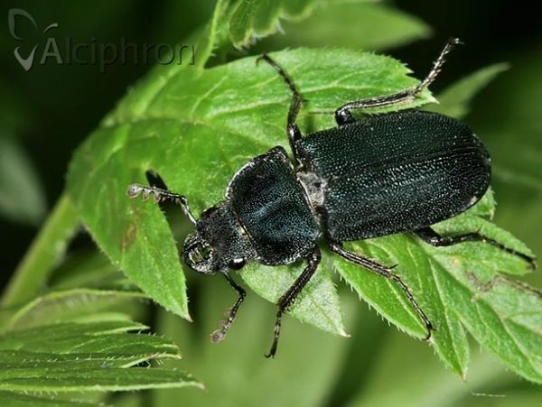 Platycerus caraboides