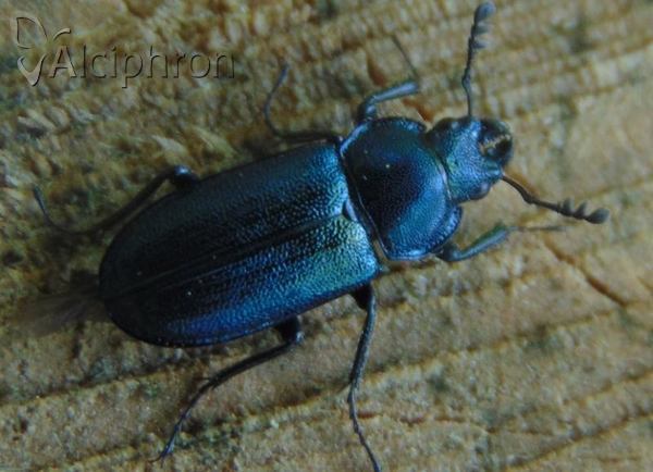 Platycerus caraboides
