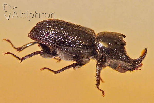 Sinodendron cylindricum