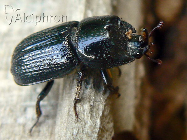 Sinodendron cylindricum