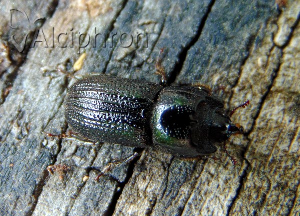 Sinodendron cylindricum