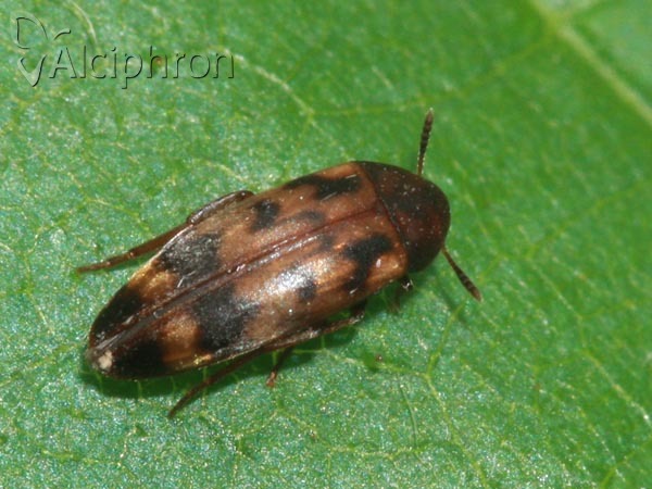 Orchesia undulata