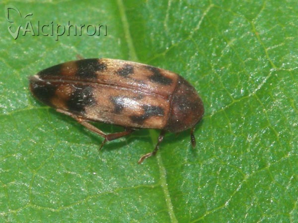 Orchesia undulata
