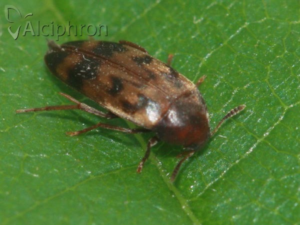 Orchesia undulata