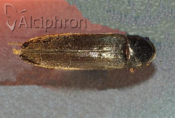 Serropalpus barbatus