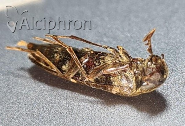 Serropalpus barbatus