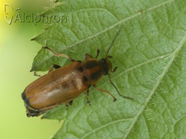 Osphya bipunctata