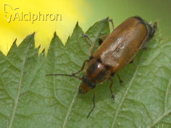 Osphya bipunctata