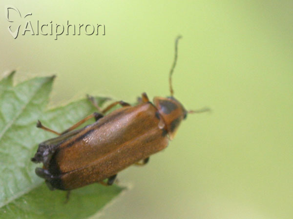 Osphya bipunctata