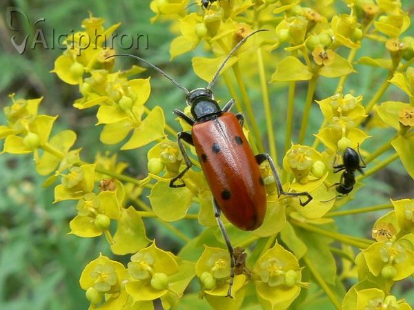 Stenodera caucasica