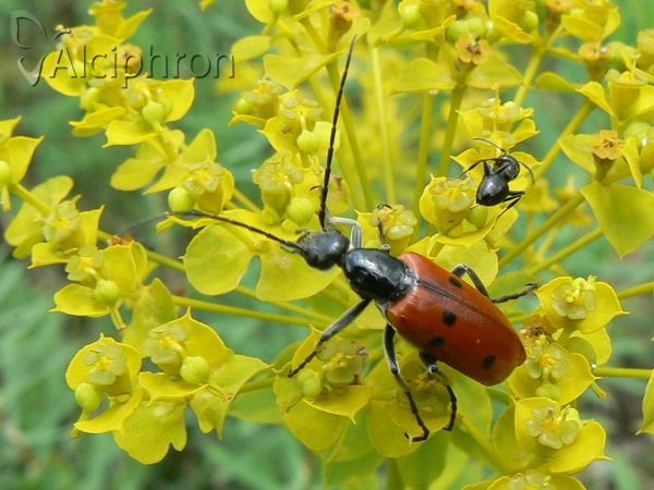 Stenodera caucasica