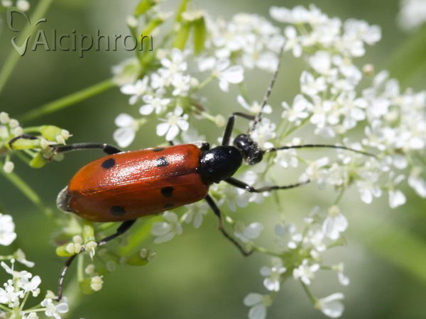 Stenodera caucasica