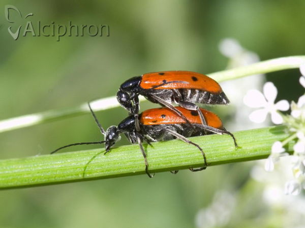 Stenodera caucasica