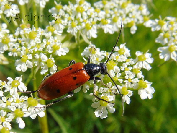 Stenodera caucasica