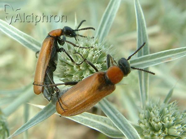 Zonitis immaculata