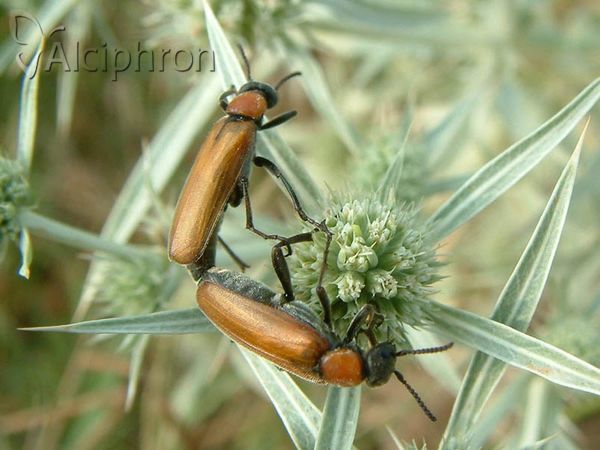 Zonitis immaculata