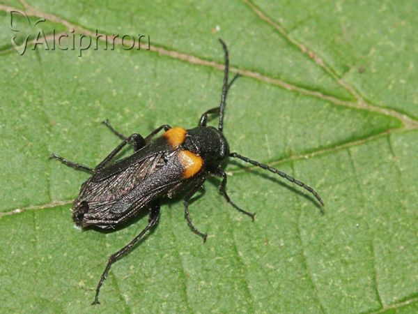 Sitaris muralis