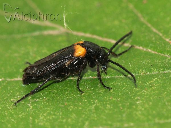 Sitaris muralis