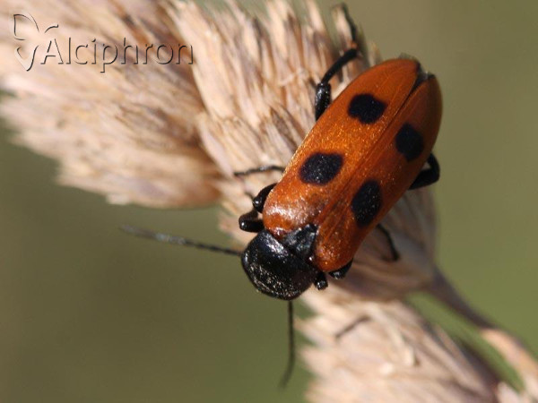 Euzonitis quadrimaculata