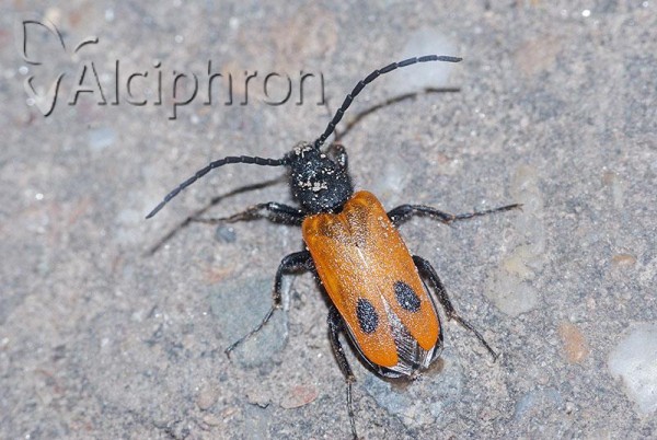 Apalus bimaculatus