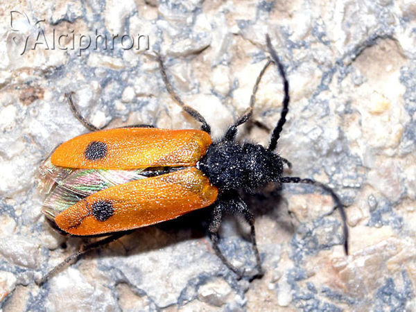 Apalus bimaculatus