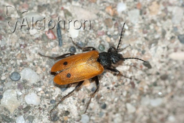 Apalus bimaculatus