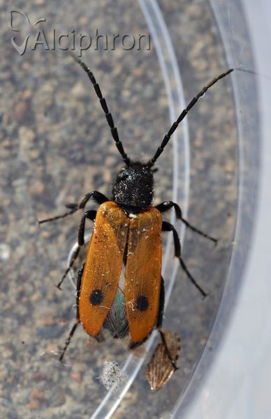 Apalus bimaculatus