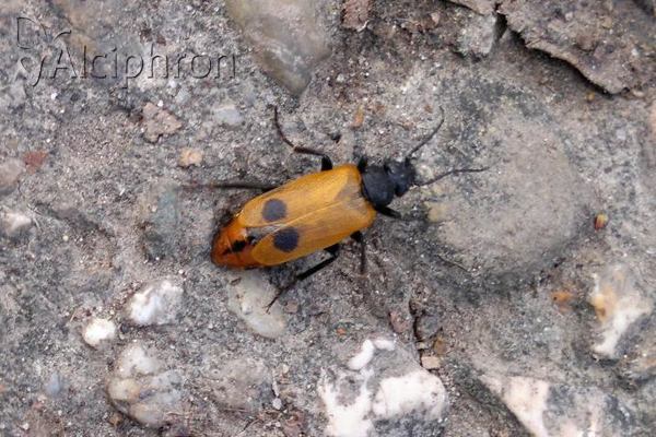 Apalus bimaculatus