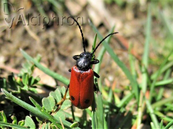Apalus bipunctatus