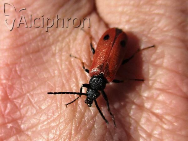 Apalus bipunctatus