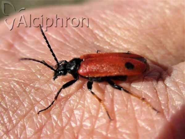 Apalus bipunctatus