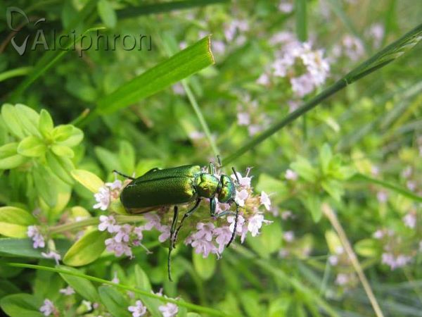 Lytta vesicatoria