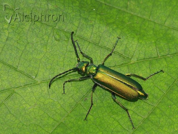 Lytta vesicatoria
