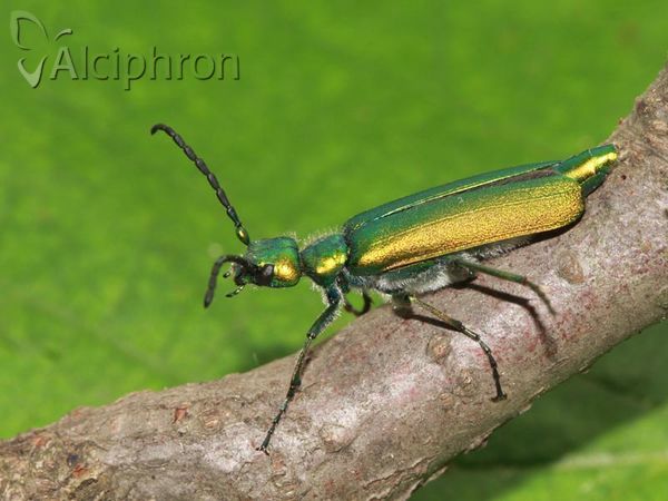 Lytta vesicatoria