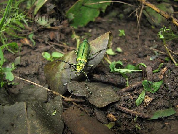 Lytta vesicatoria