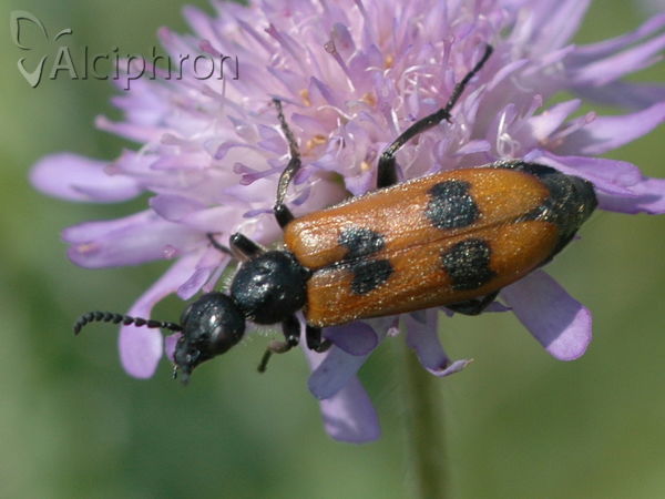 Lydus trimaculatus