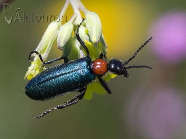 Alosimus syriacus