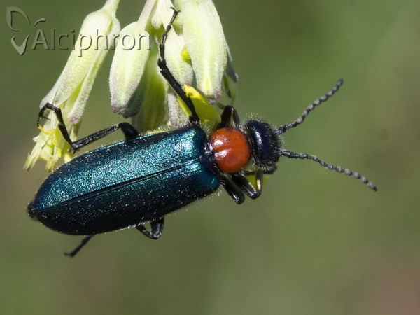 Alosimus syriacus