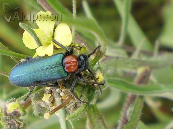 Alosimus syriacus