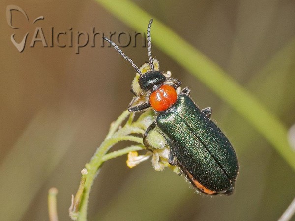Alosimus syriacus