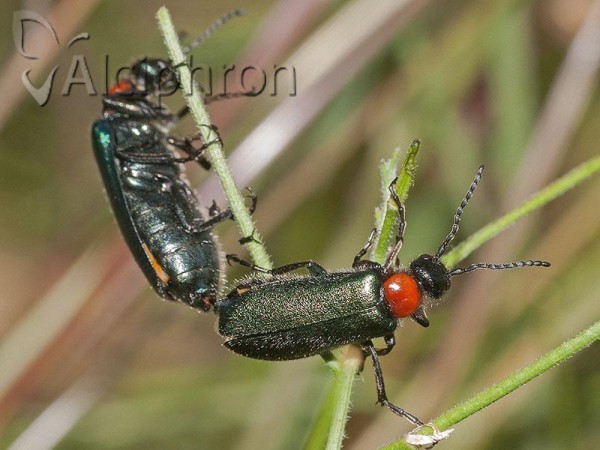 Alosimus syriacus