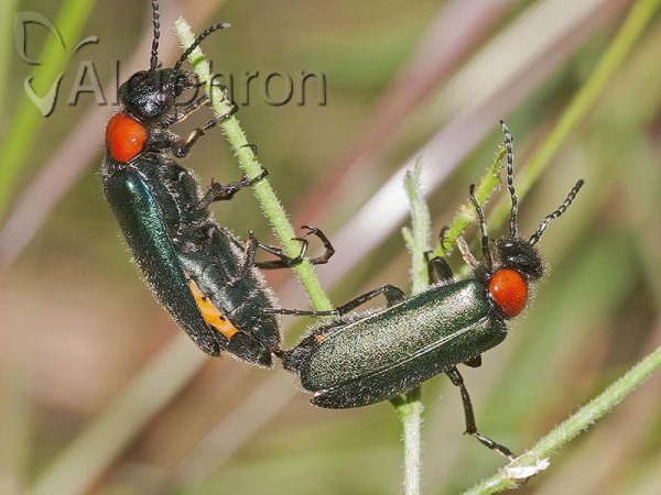 Alosimus syriacus