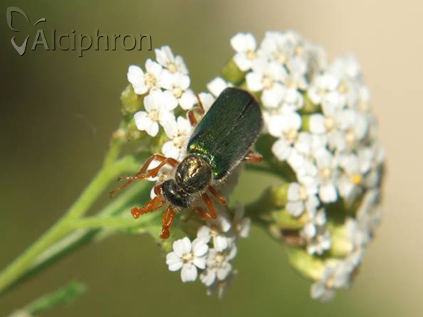 Cerocoma schaefferi