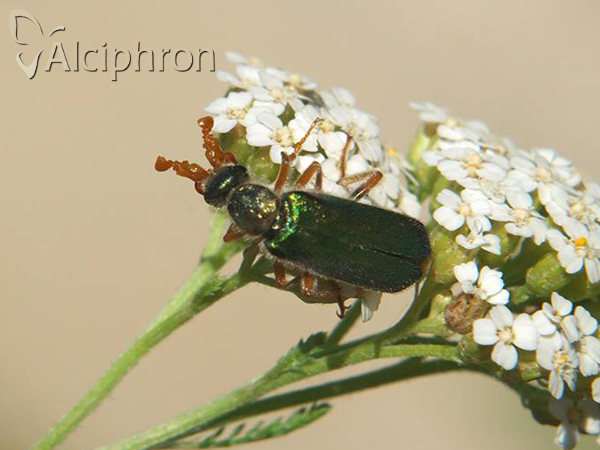 Cerocoma schaefferi